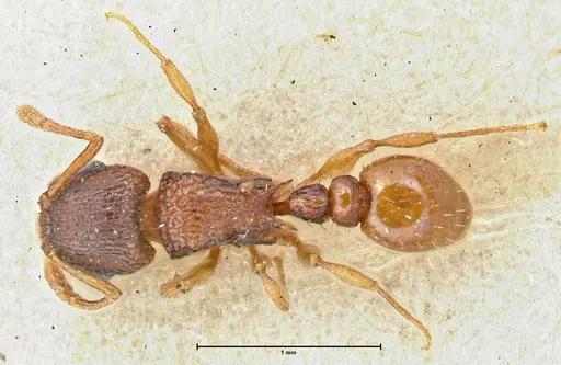 Tetramorium fuscipes specimen FOCOL2840-2 image focol2840-2_1