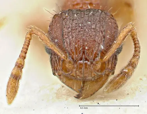 Tetramorium fuscipes specimen FOCOL2840-2 image focol2840-2_2