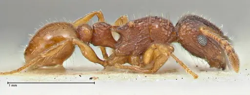 Tetramorium fuscipes specimen FOCOL2840-2 image focol2840-2_3