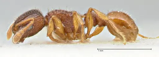 Tetramorium fuscipes specimen FOCOL2840-2 image focol2840-2_4