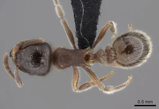 Tetramorium gabonense specimen CASENT0090033 image casent0090033_1