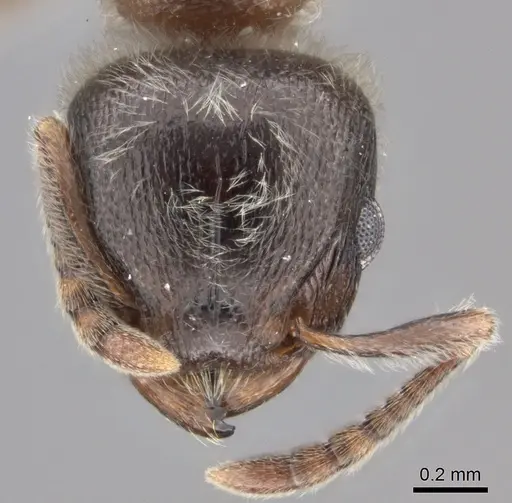 Tetramorium gabonense specimen CASENT0090033 image casent0090033_2