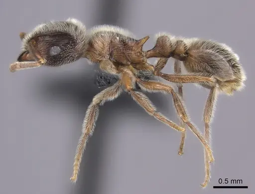 Tetramorium gabonense specimen CASENT0090033 image casent0090033_3