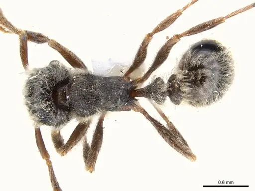 Tetramorium gabonense specimen CASENT0217073 image casent0217073_1