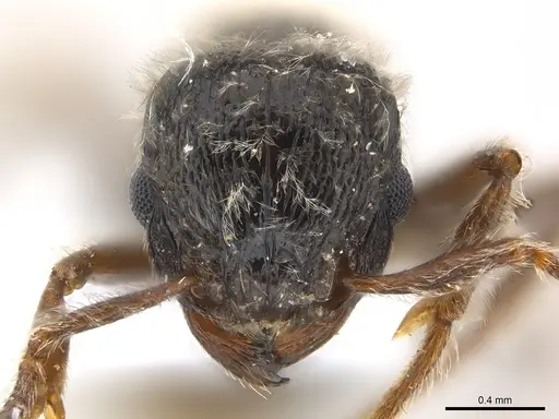 Tetramorium gabonense specimen CASENT0217073 image casent0217073_2