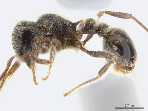 Tetramorium gabonense specimen CASENT0217073 image casent0217073_3