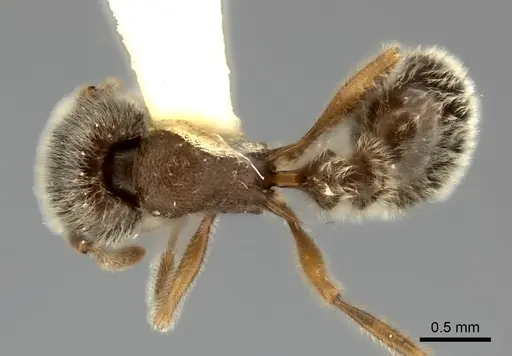 Tetramorium gabonense specimen CASENT0217968 image casent0217968_1