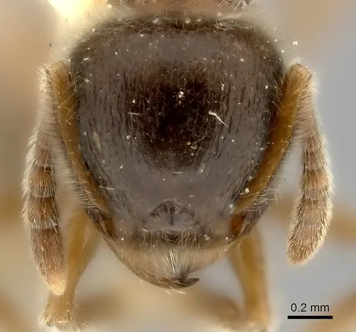 Tetramorium gabonense specimen CASENT0217968 image casent0217968_2