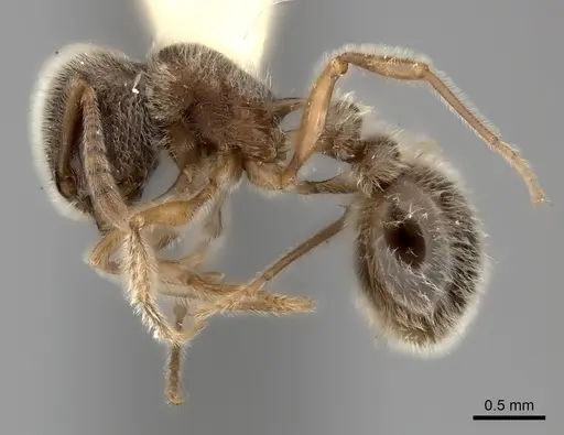 Tetramorium gabonense specimen CASENT0217968 image casent0217968_3