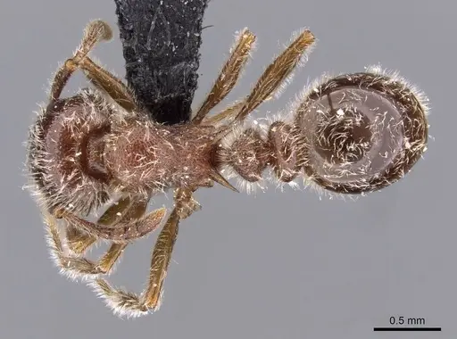 Tetramorium gabonense specimen CASENT0909087 image casent0909087_1
