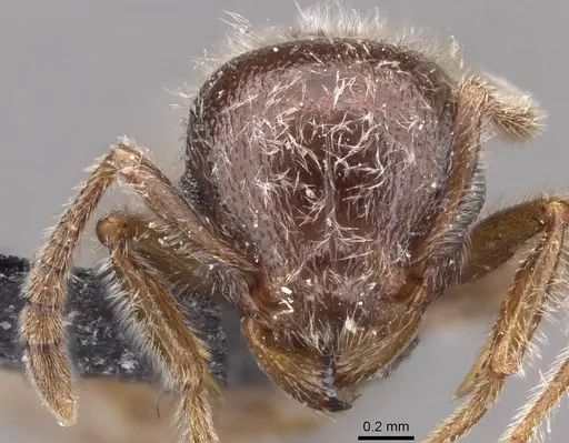 Tetramorium gabonense specimen CASENT0909087 image casent0909087_2
