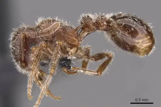 Tetramorium gabonense specimen CASENT0909087 image casent0909087_3