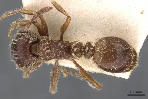 Tetramorium gabonense specimen CASENT0909088 image casent0909088_1