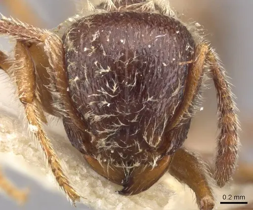 Tetramorium gabonense specimen CASENT0909088 image casent0909088_2