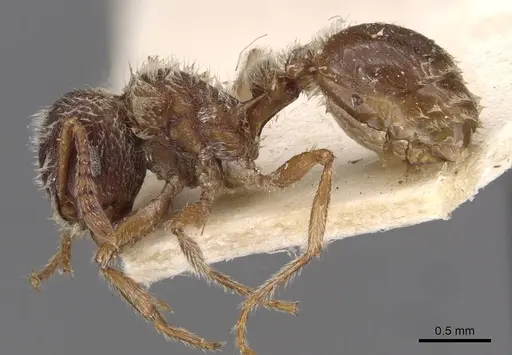 Tetramorium gabonense specimen CASENT0909088 image casent0909088_3
