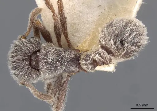 Tetramorium gabonense specimen CASENT0909091 image casent0909091_1
