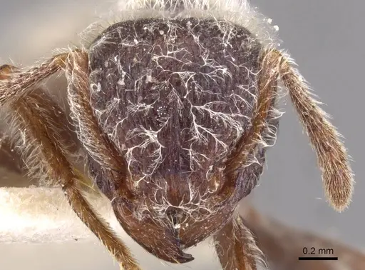 Tetramorium gabonense specimen CASENT0909091 image casent0909091_2