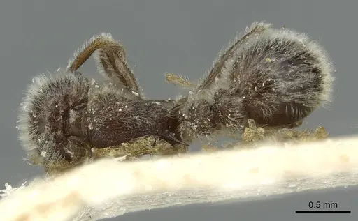 Tetramorium gabonense specimen CASENT0915013 image casent0915013_1