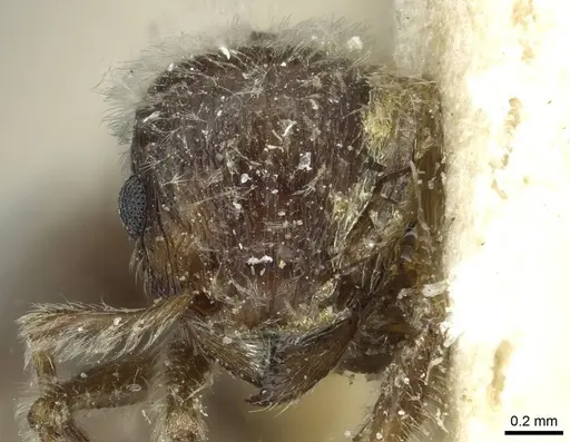Tetramorium gabonense specimen CASENT0915013 image casent0915013_2