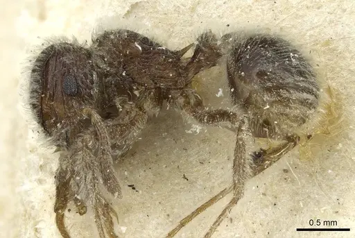 Tetramorium gabonense specimen CASENT0915013 image casent0915013_3