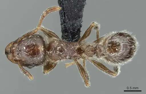 Tetramorium gabonense specimen CASENT0915014 image casent0915014_1