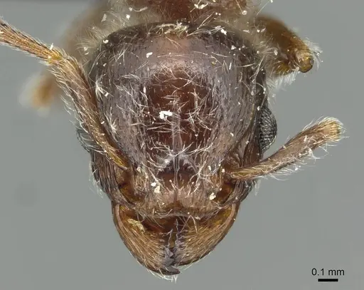 Tetramorium gabonense specimen CASENT0915014 image casent0915014_2