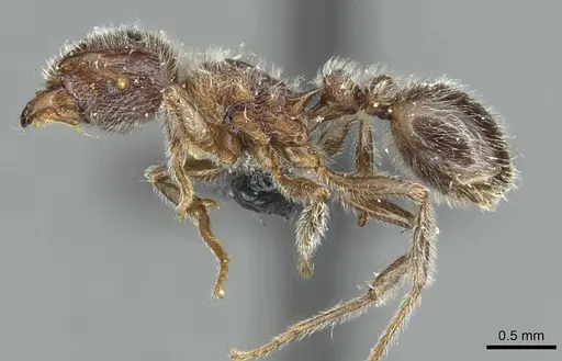 Tetramorium gabonense specimen CASENT0915014 image casent0915014_3