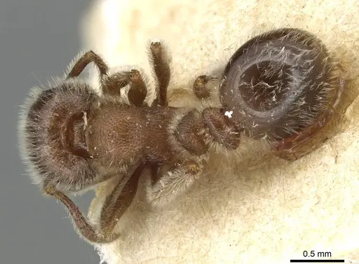 Tetramorium gabonense specimen CASENT0915428 image casent0915428_1