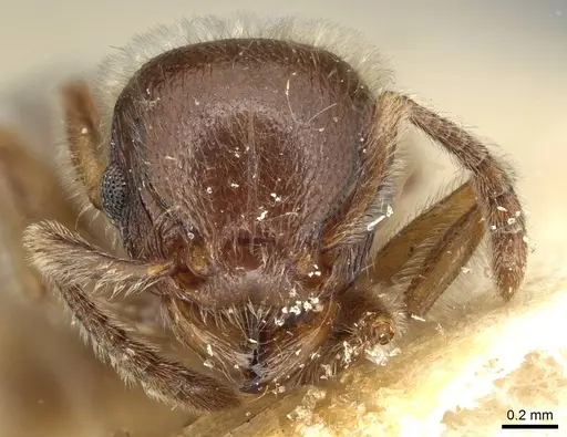 Tetramorium gabonense specimen CASENT0915428 image casent0915428_2