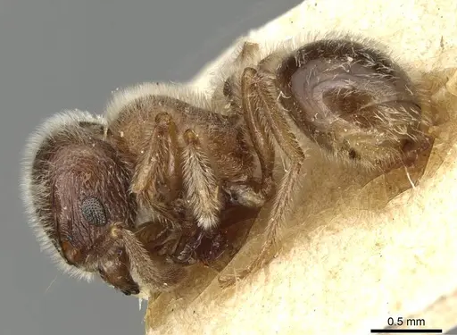 Tetramorium gabonense specimen CASENT0915428 image casent0915428_3