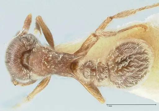 Tetramorium gabonense specimen FOCOL2048 image focol2048_1