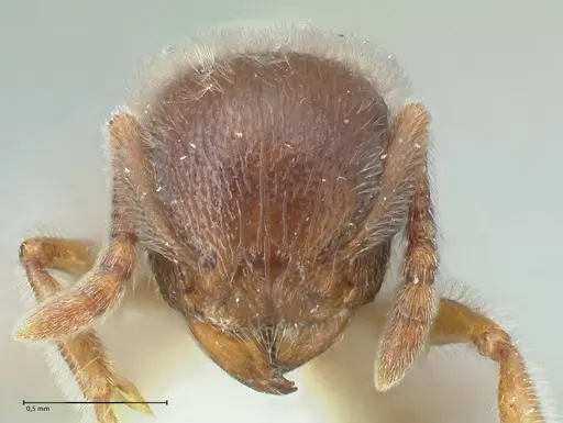 Tetramorium gabonense specimen FOCOL2048 image focol2048_2