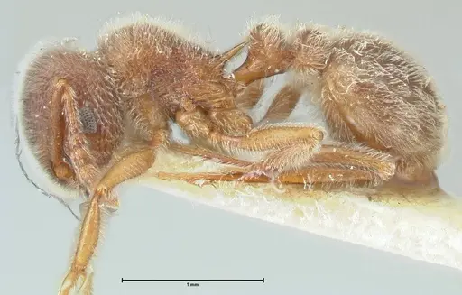 Tetramorium gabonense specimen FOCOL2048 image focol2048_3