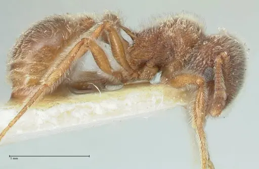 Tetramorium gabonense specimen FOCOL2048 image focol2048_4