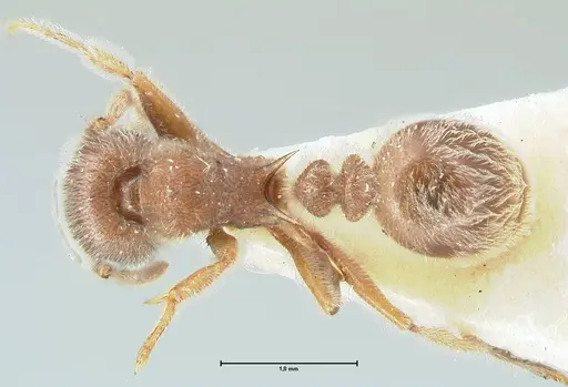 Tetramorium gabonense specimen FOCOL2049 image focol2049_1