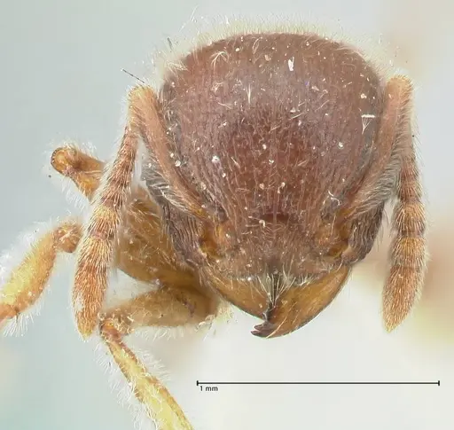 Tetramorium gabonense specimen FOCOL2049 image focol2049_2