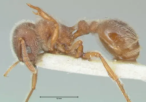 Tetramorium gabonense specimen FOCOL2049 image focol2049_3