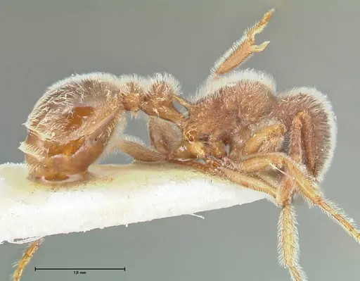 Tetramorium gabonense specimen FOCOL2049 image focol2049_4
