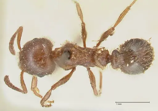 Tetramorium gabonense specimen FOCOL2050 image focol2050_1