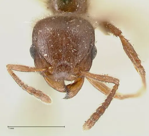 Tetramorium gabonense specimen FOCOL2050 image focol2050_2