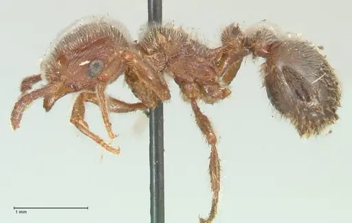 Tetramorium gabonense specimen FOCOL2050 image focol2050_3