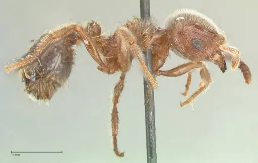 Tetramorium gabonense specimen FOCOL2050 image focol2050_4