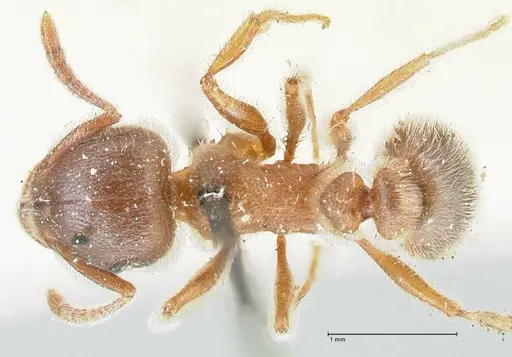 Tetramorium gabonense specimen FOCOL2051 image focol2051_1