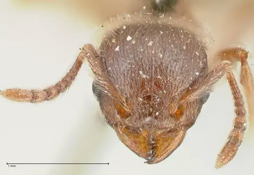 Tetramorium gabonense specimen FOCOL2051 image focol2051_2