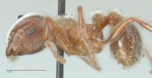 Tetramorium gabonense specimen FOCOL2051 image focol2051_3