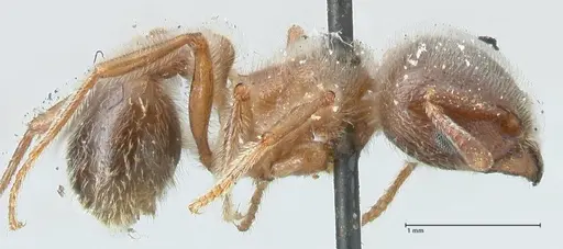 Tetramorium gabonense specimen FOCOL2051 image focol2051_4