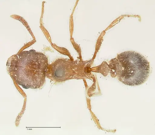 Tetramorium gabonense specimen FOCOL2052 image focol2052_1