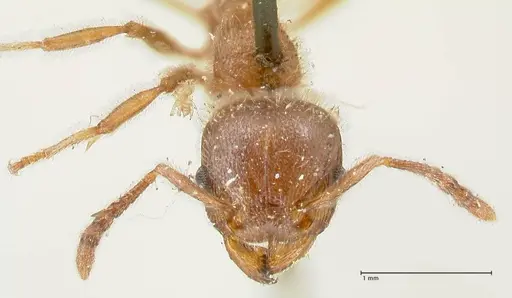 Tetramorium gabonense specimen FOCOL2052 image focol2052_2