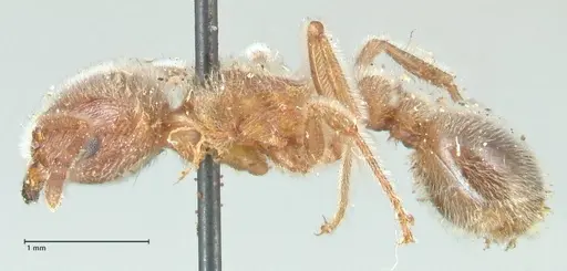 Tetramorium gabonense specimen FOCOL2052 image focol2052_3