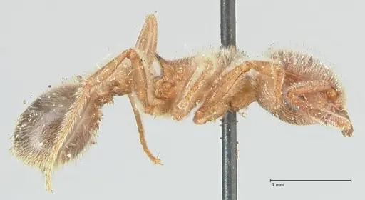 Tetramorium gabonense specimen FOCOL2052 image focol2052_4